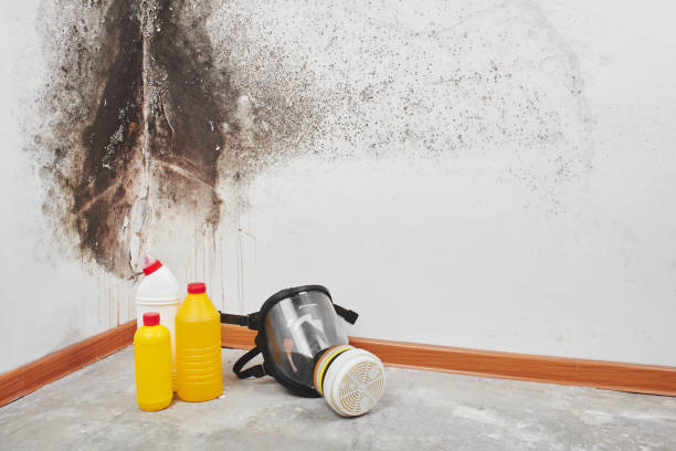 Best Toxic Mold Removal  in Macdonnell Heights, NY