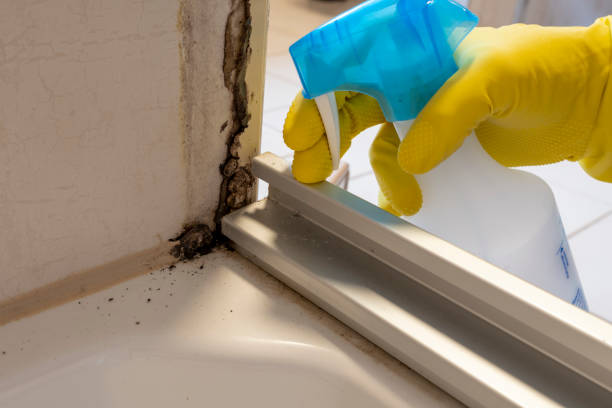 Best Mold Testing  in Macdonnell Heights, NY