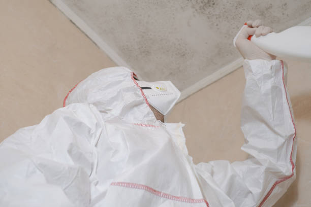 Best Local Mold Removal Service  in Macdonnell Heights, NY
