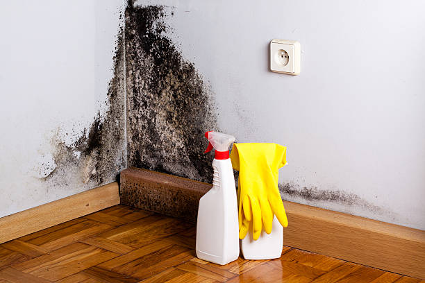 Best Professional Mold Removal  in Macdonnell Heights, NY