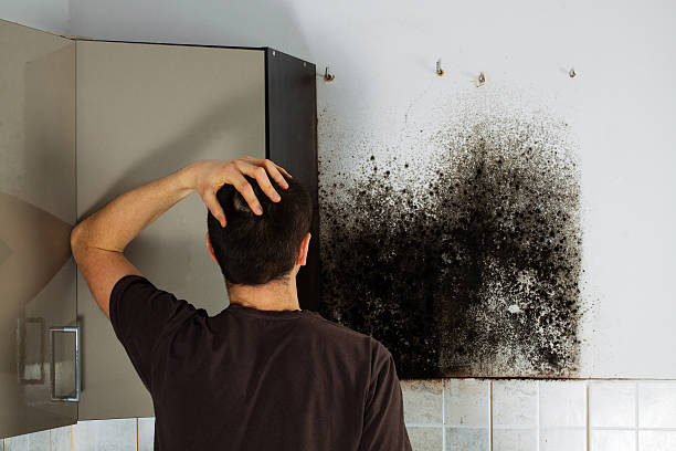 Best Commercial Mold Removal  in Macdonnell Heights, NY