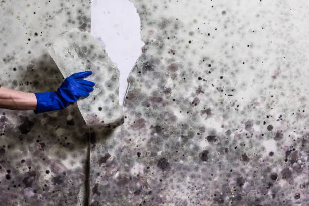 Best Best Mold Removal Companies  in Macdonnell Heights, NY
