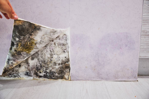 Best Crawl Space Mold Removal  in Macdonnell Heights, NY